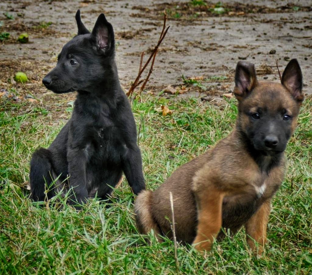Belgian Malinois Puppies For Sale Right Now Wolfsbane K9