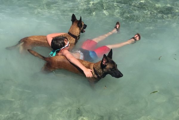belgian sheepdog breeders in texas belgian malinois for sale trained belgian malinois wolfsbane k9 belgian sheepdog breeders in texas belgian malinois for sale trained belgian malinois wolfsbane k9