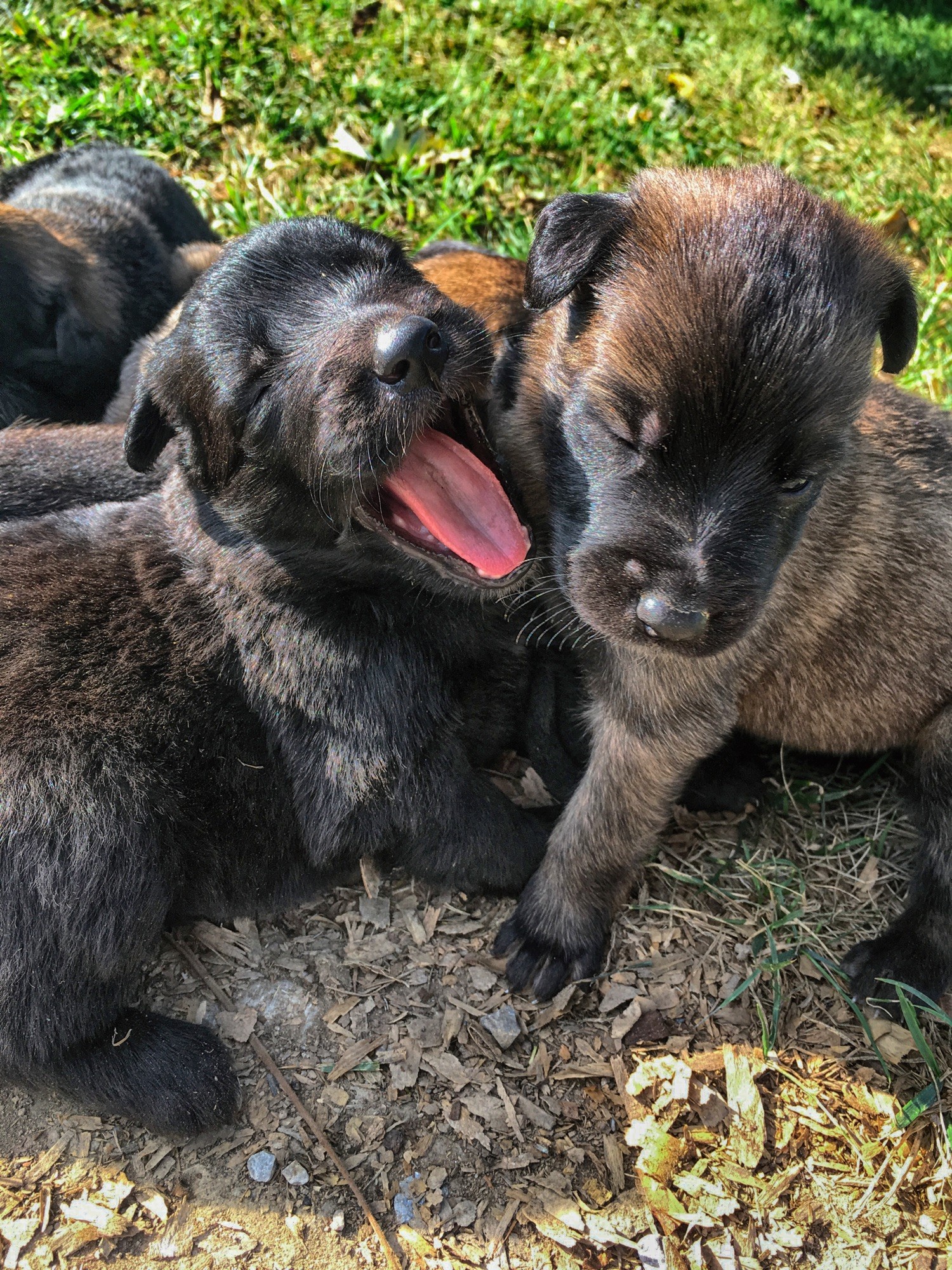 Picking The Right Belgian Malinois Puppy