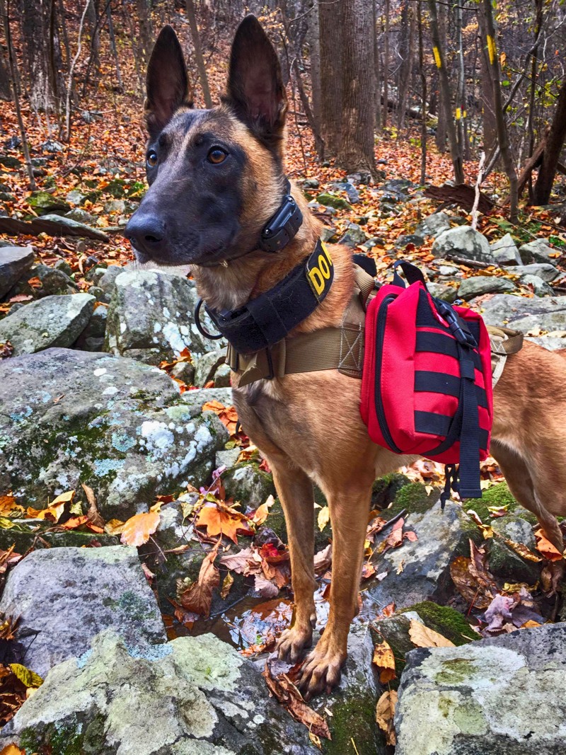 Belgian Malinois is The All Weather Dog