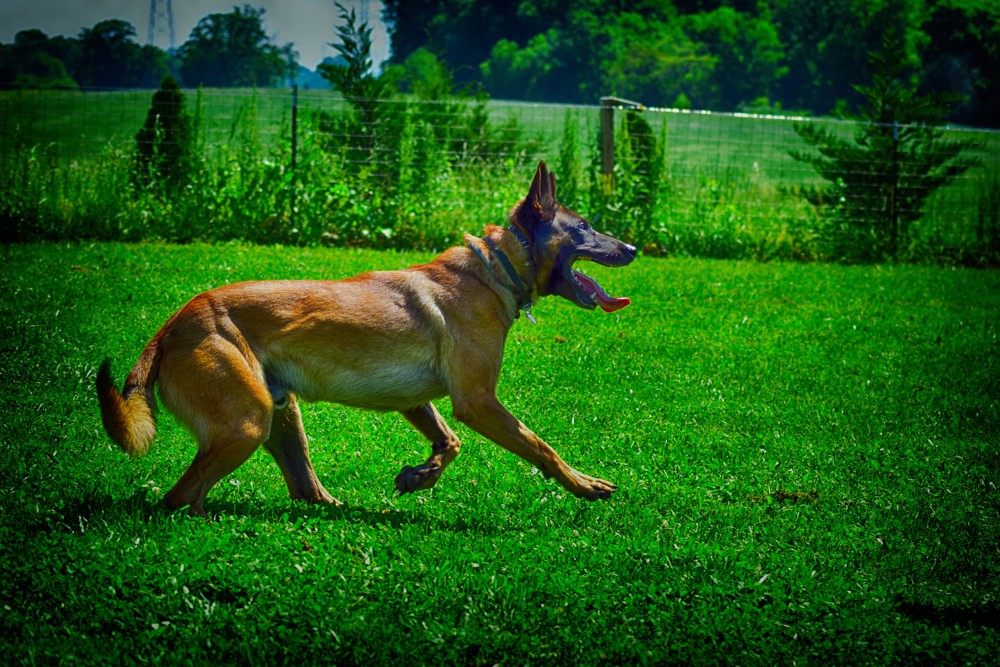 K9 Bartje – A Belgian Malinois With Holland’s Best Bloodlines.