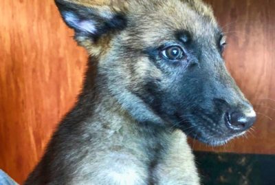Belgian Malinois Puppies Available Now