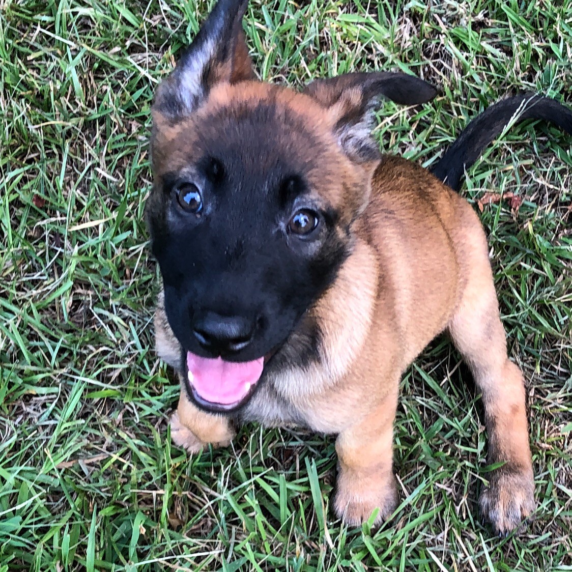 Choosing A Belgian Malinois Protection Dog Puppy
