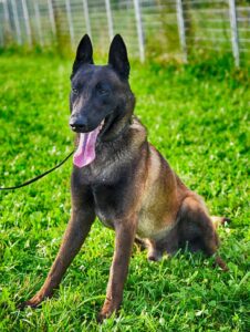 Belgian Malinois Protection Dogs For Sale Guaranteed K9s For You,Boneless Short Ribs Slow Cooker