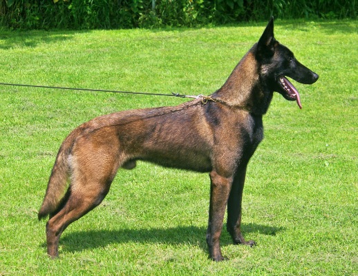 Belgian Malinois Protection Dog