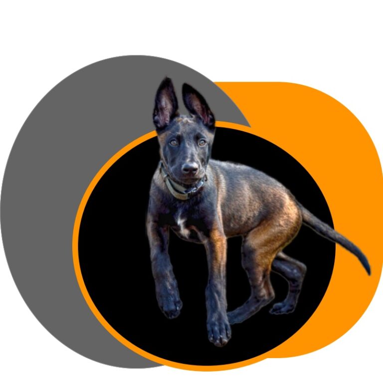 Navy Seal Dog - The Belgian Malinois