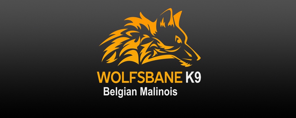 Belgian Malinois Puppies for sale.
