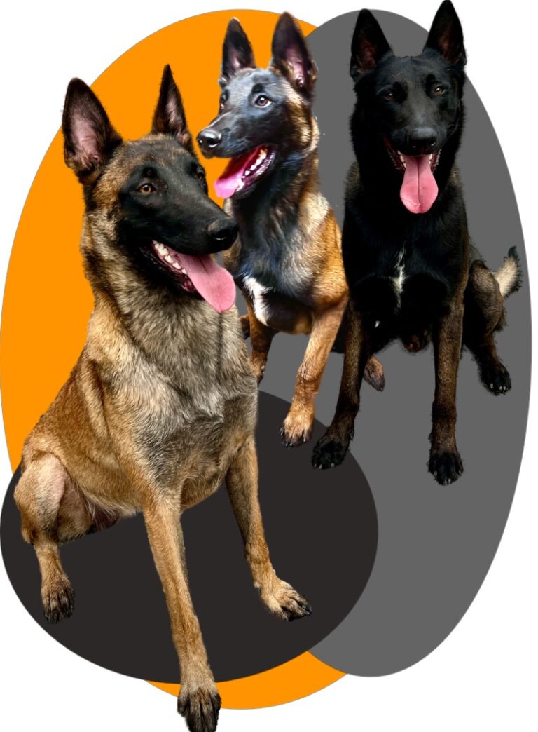Personal Protection Dogs