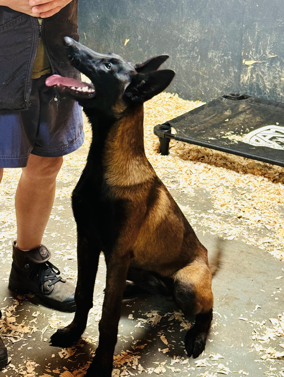 Echo is a beautiful Belgian Malinois