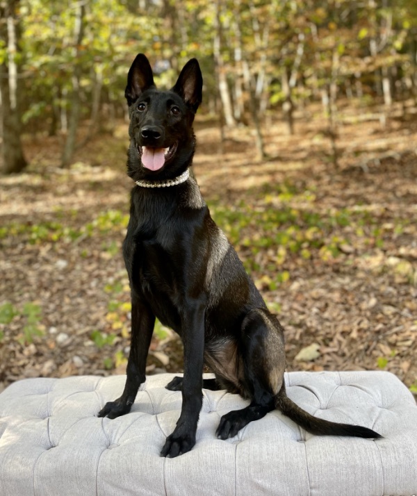 Belgian Malinois Protection Dogs For Females