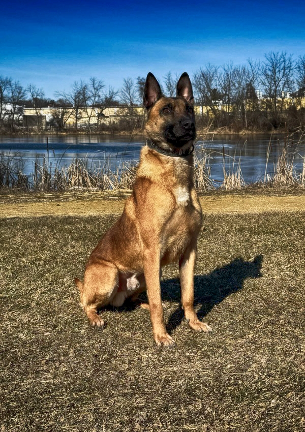 Belgian Malinois Protection Dog